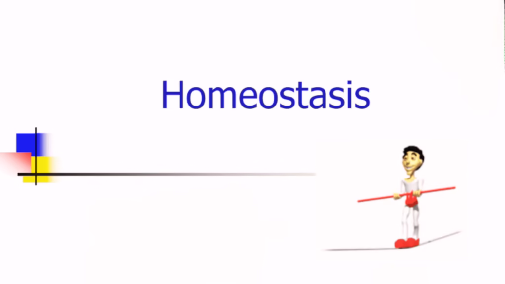 How the Body Maintains Balance Through Homeostasis